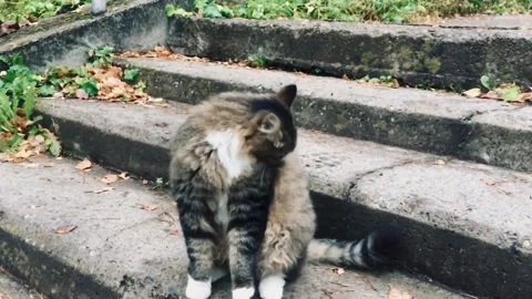 The cat licks its fur sitting on the steps Stock Footage 156511616