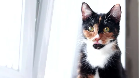 The cat licks its lips after eating. A colored cat. Cat on the window. Cat food Stock Footage 150065426