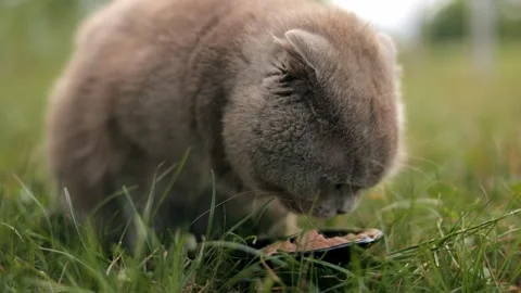 The cat licks its lips after eating. Advertisement of wet food for cats Stock Footage 246964301
