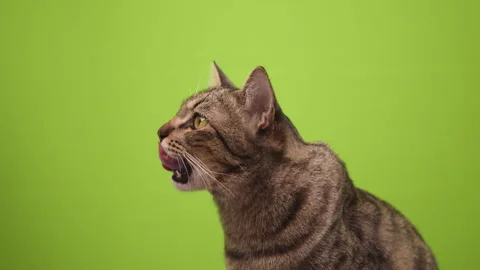 Cat licks its lips isolated on green Stock Footage 263938386