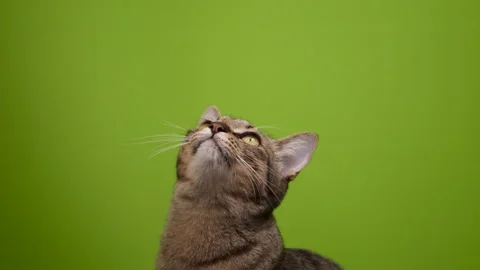 Cat licks its lips isolated on green Video stock 276870290