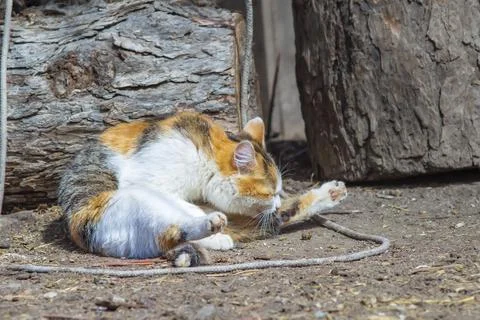 Cat licks its paw while washing in the yard of a village house Foto stock