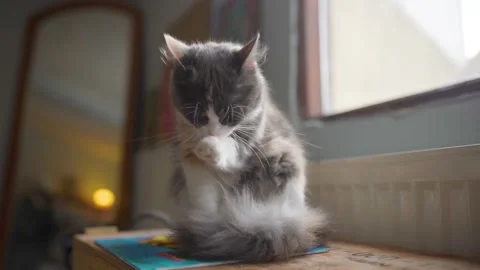 Cat licks its paws clean Video stock 196151352