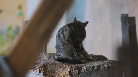 Cat licks itself Stock Footage 119795893
