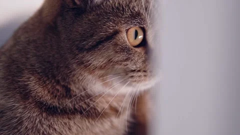 Cat licks its nose while lying on the windowsill. Stock Footage 143472090