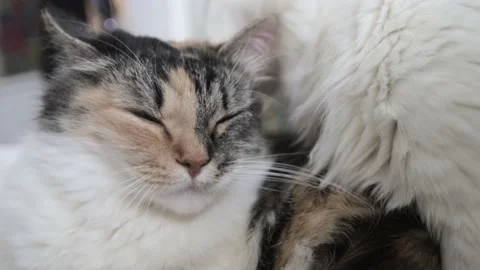 The cat licks the kitten Stock Footage 171048338