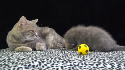 The cat licks a kitten at the time of feeding, slow motion Stock Footage 117343032