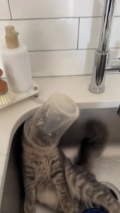 Cat Licks Leftovers From Tupperware, Quincy, Massachusetts, USA - 09 Nov 2025 Stock Footage 320845244
