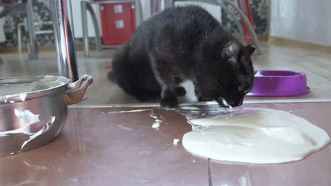 The cat licks the pancake dough that has fallen from the table Stock-Footage 137167752