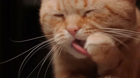 Cat licks paw and washes his face Video stock 148045227