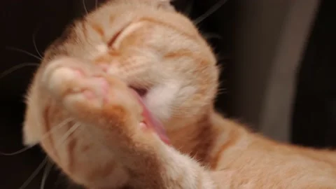 Cat licks paw and washes his face Video stock 148045262