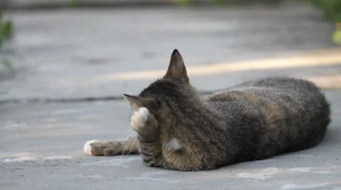 Cat licks the paw Video stock 7131582