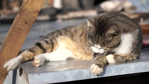 Cat licks paw Stock Footage 151037503