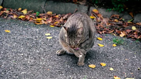 The cat licks the paw Stock Footage 221123240