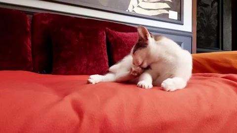 Cat Licks Paw on Orange Bed with Red Cushions in Soft Light Stock Footage 313649150