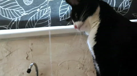 Cat licks water Stock Footage 854947