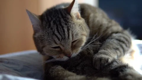 The cat licks while sitting on the bed. A cat of British breed licks its hair Stock Footage 127062138