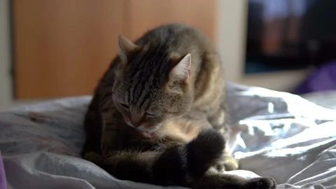 The cat licks while sitting on the bed. A cat of British breed licks its hair Stock Footage 127062230