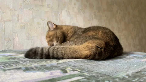 The cat licks wool on the couch. Pet lies on the sofa in the apartment. Vidéo 218558345