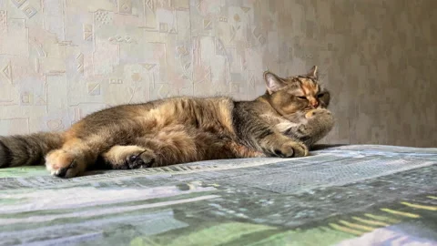 The cat licks wool on the couch. Pet lies on the sofa in the apartment. 動画素材 218571146