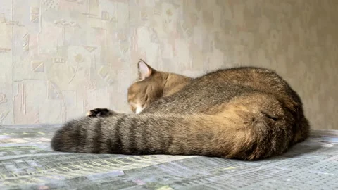 The cat licks wool on the couch. Pet lies on the sofa in the apartment. Cat Stock-Footage 218571491