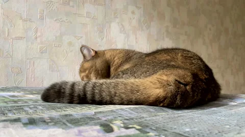 The cat licks wool on the couch. Pet lies on the sofa in the apartment. Stock Footage 218571631