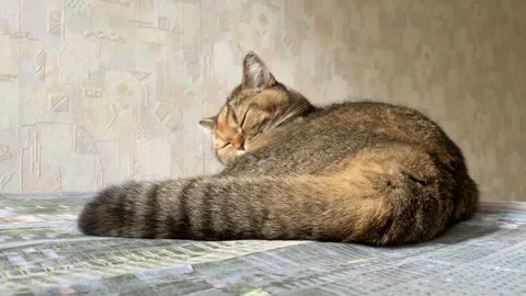 The cat licks wool on the couch. Pet lies on the sofa in the apartment. Cat Vidéo 218571648