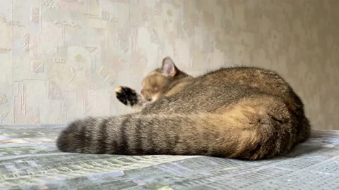 The cat licks wool on the couch. Pet lies on the sofa in the apartment. Cat Stock Footage 218571974