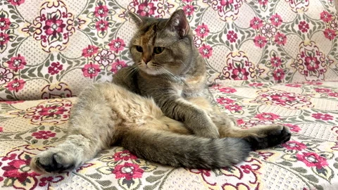 Cat licks wool on the couch. Pet lies on the sofa in the apartment. Stock Footage 277269549