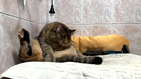 Cat licks wool on the couch. Pet lies on the sofa in the apartment. Stock Footage 312395166