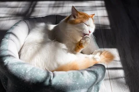 Cat licks wool lying in a couch Stock Photos