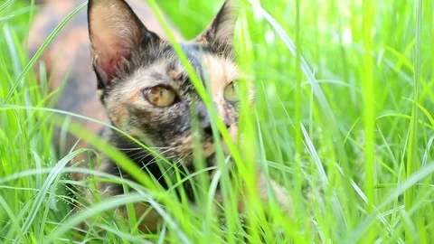 Cat lie down on grass in the garden Stock Footage 82176922