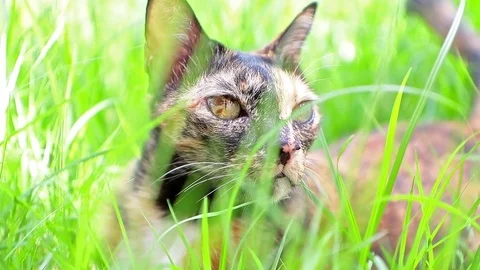 Cat lie down on grass in the garden Stock Footage 82177159