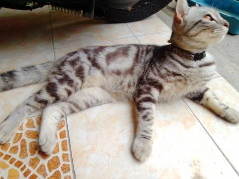 The Cat is Lied down on the ground Foto stock