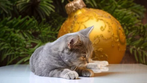 The cat lies among Christmas tree decorations, New Year's spheres Stock Footage 83602902