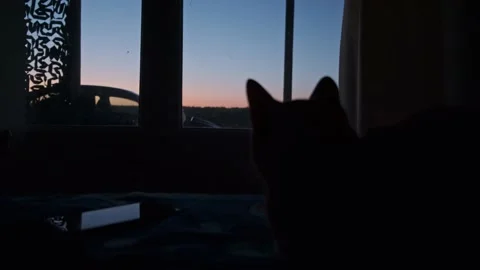 The cat lies on the background of the sunset Stock Footage 196822111
