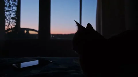 The cat lies on the background of the sunset Stock Footage 196822115