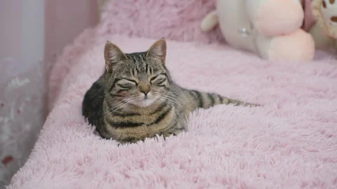 The cat lies in bed Stock Footage 87470736