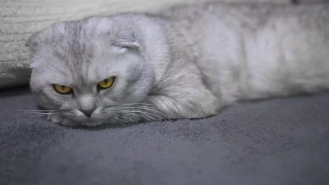 The cat lies on the bed Stockbeeldmateriaal 145943647