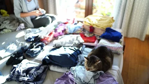 Cat lies on a bed next to a young woman stacking laundry in piles Stock Footage 280884599