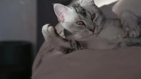 Cat lies on a bed while sunlight filters in, grooming itself and stretching in 库存影片 337101299