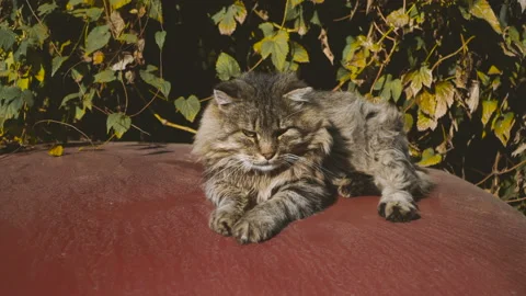 The cat lies on the car Stock Footage 100073841