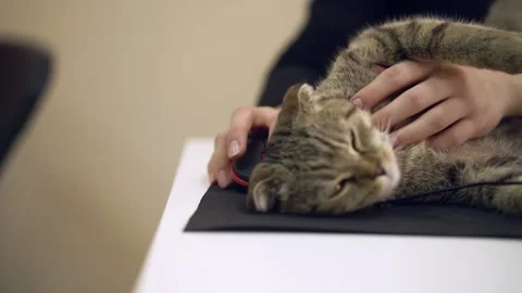 A cat lies on the computer table and interferes with work. Stock Footage 143471375