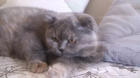 Cat lies on the couch Vídeos de archivo 25596284