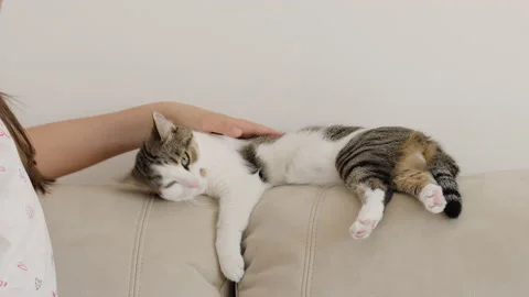 The cat lies on the couch. Stock-Footage 143091260