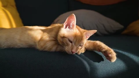 A cat lies on a couch, stretching in the sunlight while resting. The cat appears Stock Footage 344674434