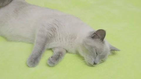Cat lies down and gently plays on bed 動画素材 276756287