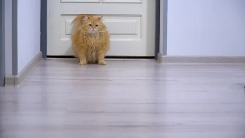 The cat lies down in the corridor Video stock 91225651