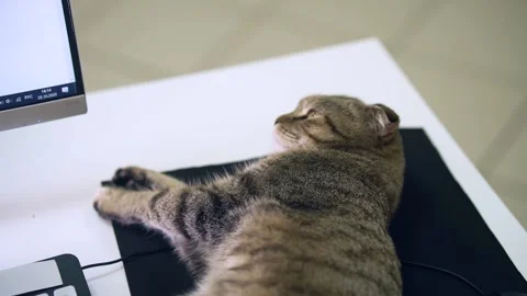 The cat lies down on the mouse pad on the computer table Stock Footage 143471309