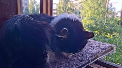 Cat lies down on a soft spot on a windowsill looking outside at trees in the day Stock Footage 344104623